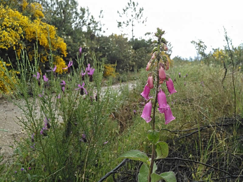 Digitalis purpurea