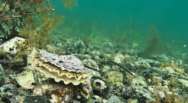 oester oester