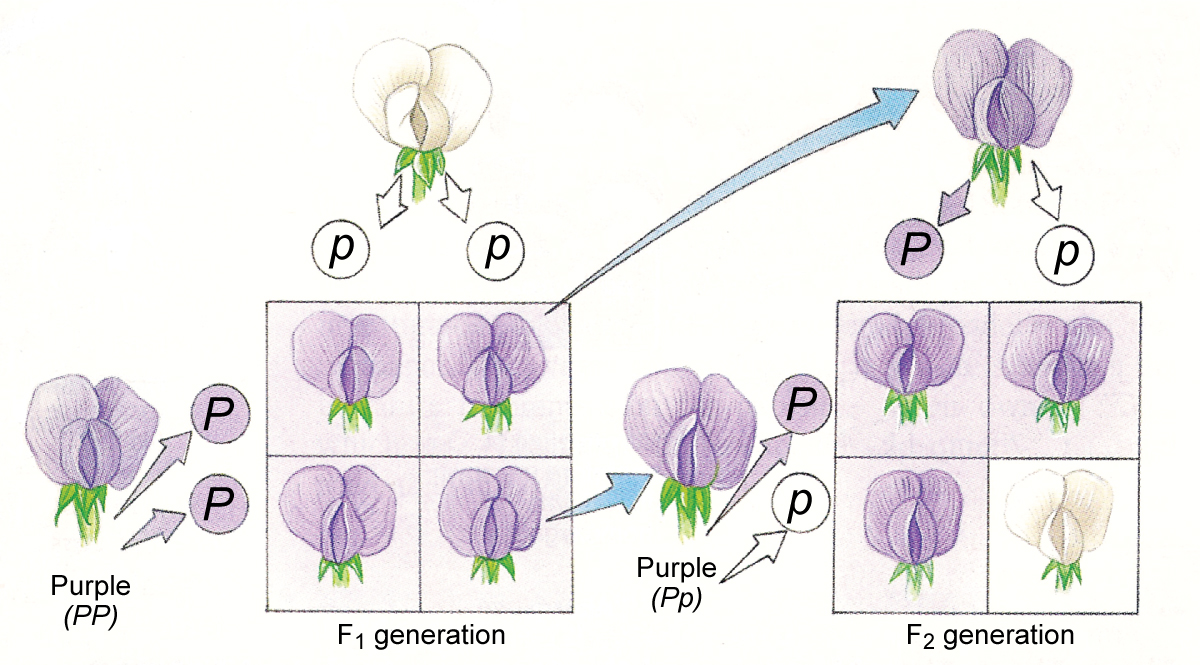 mendel observed that dominant traits