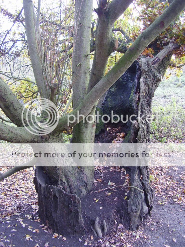 Tree within a Tree
