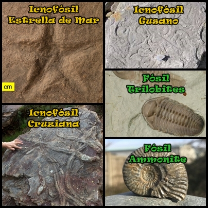 fosiles-11