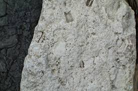 Image result for fossil filled limestone rock