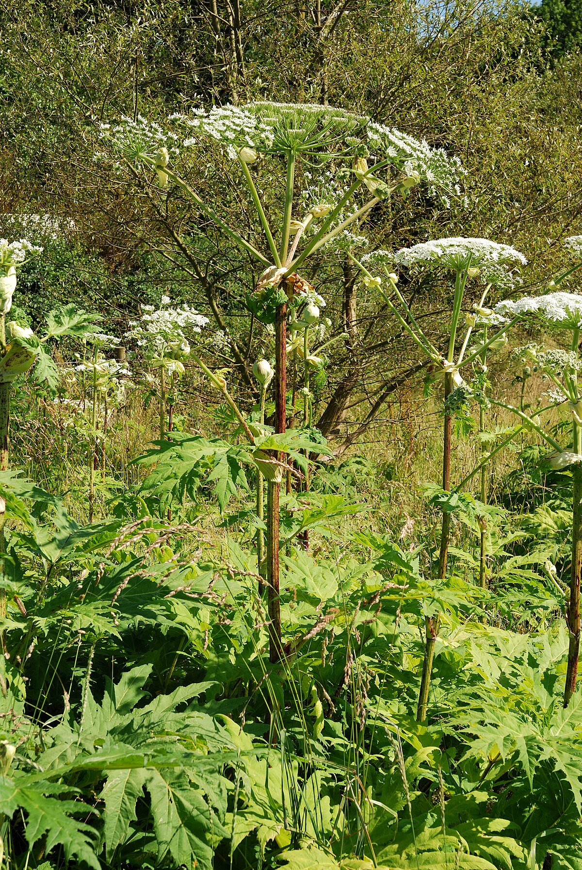 Riesen-Bärenklau (Heracleum mantegazzianum)