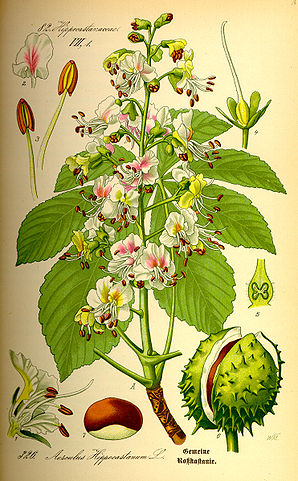Gewöhnliche Rosskastanie (Aesculus hippocastanum)Illustration