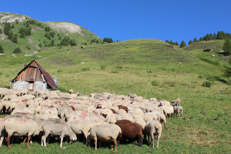 Brebis sur le sentier