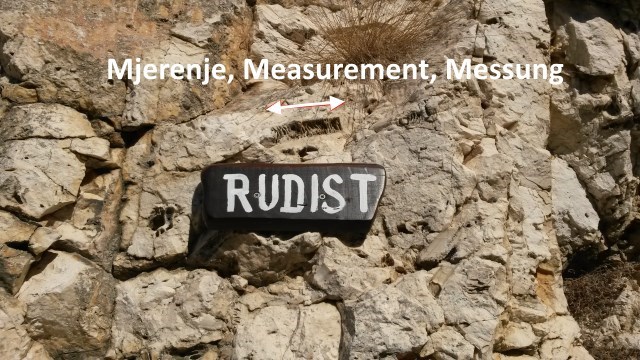 Rudist