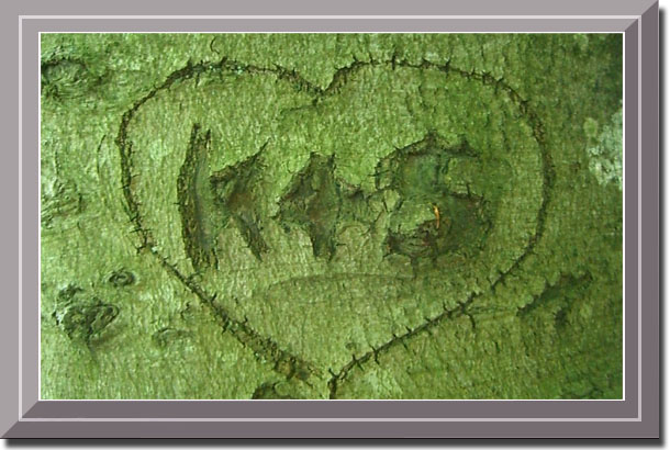 k & s geritztes Herz im Baum
