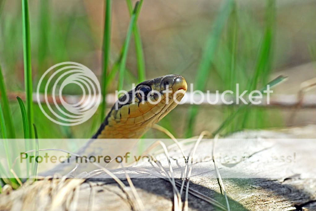 SNAKES photo: Snake2.jpg