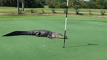 Did this enormous alligator crash a Florida golf course ...