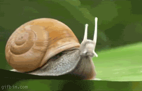 Resultado de imagen de gastropods gif