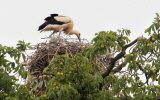 cigognes_2