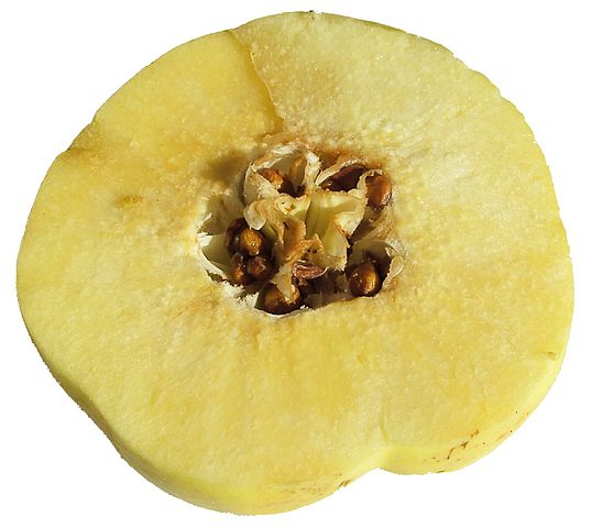 Quince fruit cut across. Photo by David W.; Wikimedia Commons, PD-self.
