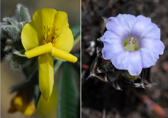 Flora at Chele La Pass