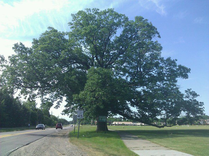 Gc46qv0 An Ancient Among Us Traditional Cache In Michigan United States Created By Rayqix