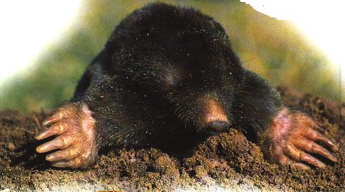 newmole