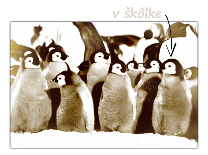 tučniačia škôlka
