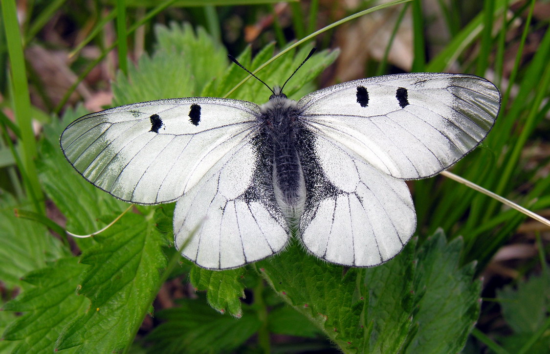 Mnemosynefjäril