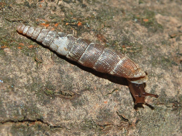 Clausiliidae-Clausilia-bidentata-crenulata-2