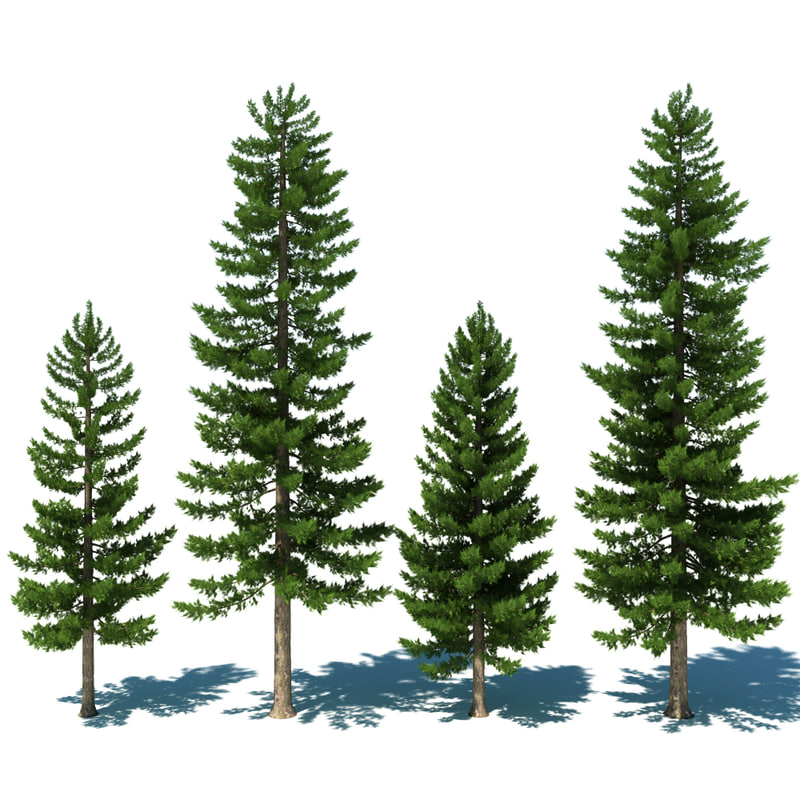 Výsledok vyhľadávania obrázkov pre dopyt pine trees