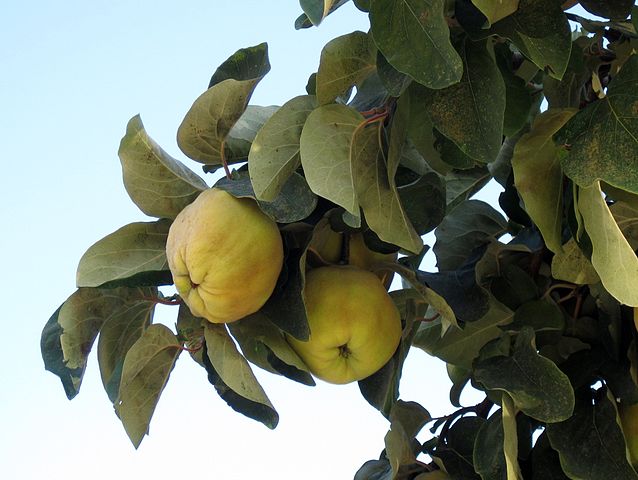 Quince branches with fruits in Kalloni, Lesbos island, Greece. Photo by Bj.schoenmakers; Wikimedia Commons, CC-zero.