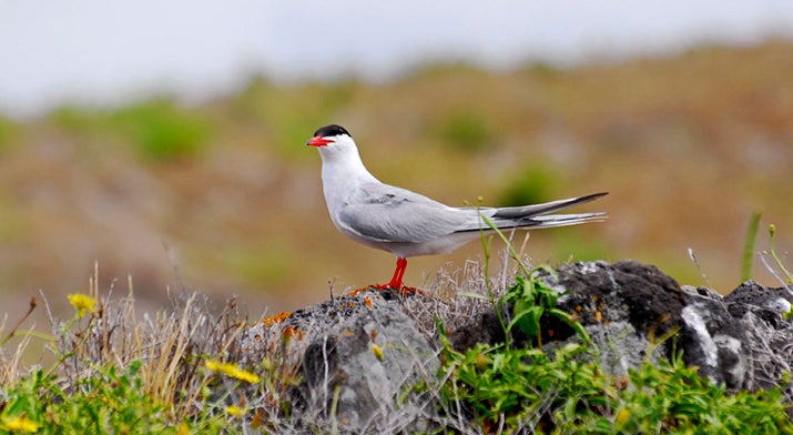 Resultado de imagem para 7 cidades aves aÃ§ores