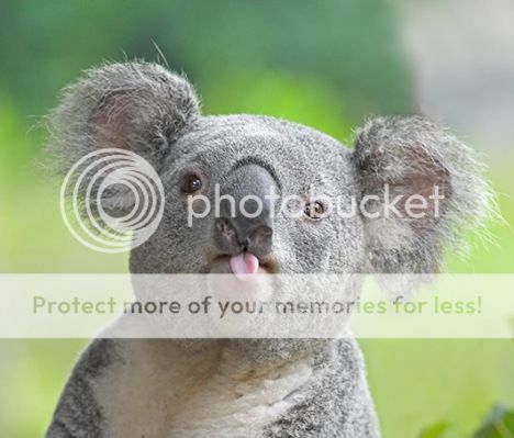  photo 20126622263_Cute-Funny-Koala-Bears-Tongue-Picture_zpsb902dd50.jpg