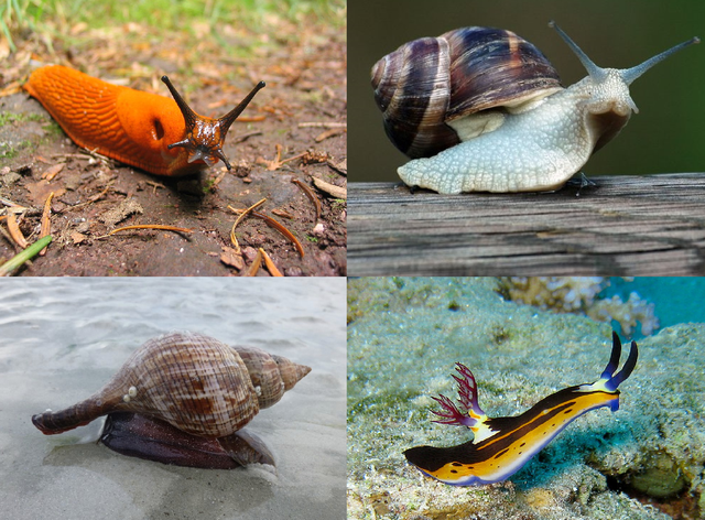 collage-gasterc3b3podos